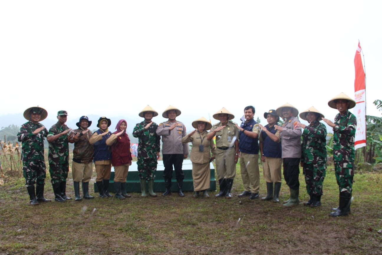 Untuk Mendukung Ketahanan Pangan, Pasi Wanwil Mayor Caj (K) July Silooy Panen Raya Jagung